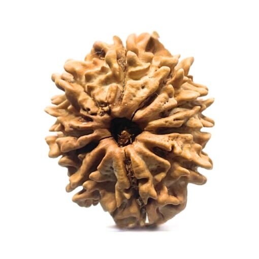 11 Mukhi Rudraksha Nepal (25.87 mm)