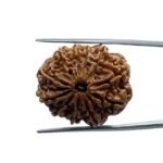 11 Mukhi Rudraksha Nepal (26.82 MM)