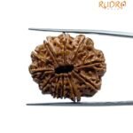 11 Mukhi Rudraksha Nepal (26.82 MM)