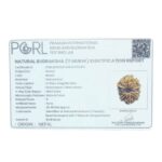 11 Mukhi Rudraksha Nepal (26.88 MM)