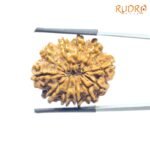 11 Mukhi Rudraksha Nepal (26.88 MM)