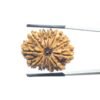 11 Mukhi Rudraksha Nepal (26.88 Mm)