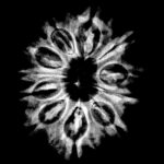 11 Mukhi Rudraksha Nepal (26.88 MM)