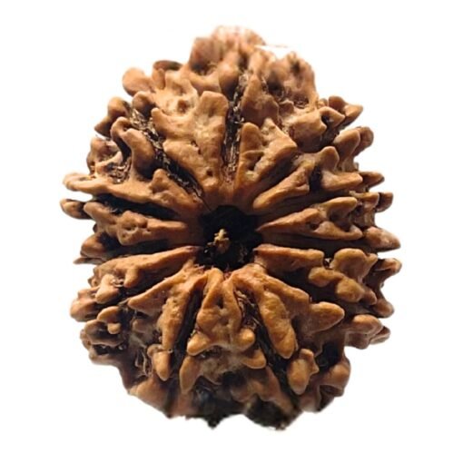 11 Mukhi Rudraksha Nepal (27.05 mm)