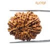 11 Mukhi Rudraksha Nepal (27.05 Mm)