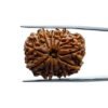 11 Mukhi Rudraksha Nepal - (27.25 Mm) 33 11 Mukhi Rudraksha Nepal - (27.25 Mm)