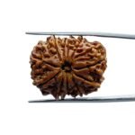 11 Mukhi Rudraksha Nepal - (27.25 MM)