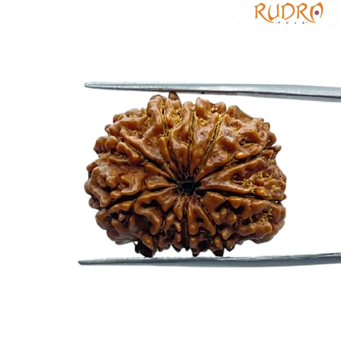 11 Mukhi Rudraksha Nepal - (27.25 Mm) 2 11 Mukhi Rudraksha Nepal - (27.25 Mm)