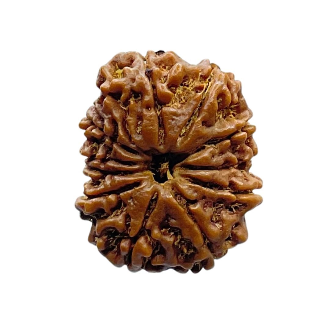11 Mukhi Rudraksha Nepal - (27.25 Mm) 3 11 Mukhi Rudraksha Nepal - (27.25 Mm)