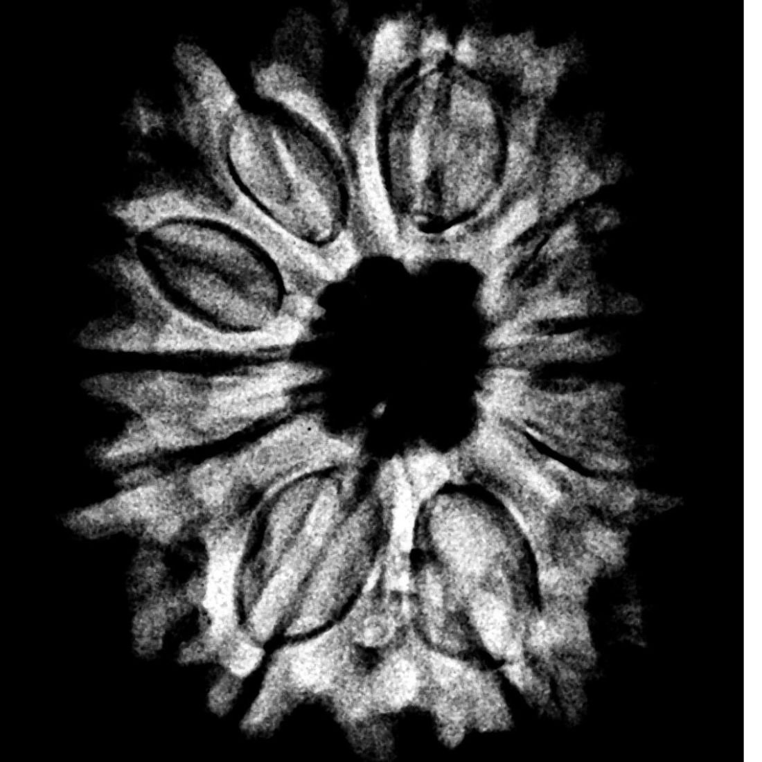 11 Mukhi Rudraksha Nepal - (27.25 Mm) 5 11 Mukhi Rudraksha Nepal - (27.25 Mm) X-Ray