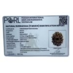 11 Mukhi Rudraksha Nepal - (27.90 MM)