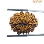 11 Mukhi Rudraksha Nepal - (27.90 MM)