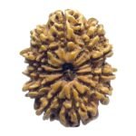 11 Mukhi Rudraksha Nepal - (27.90 Mm)