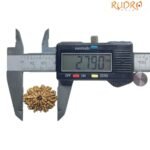 11 Mukhi Rudraksha Nepal - (27.90 Mm)