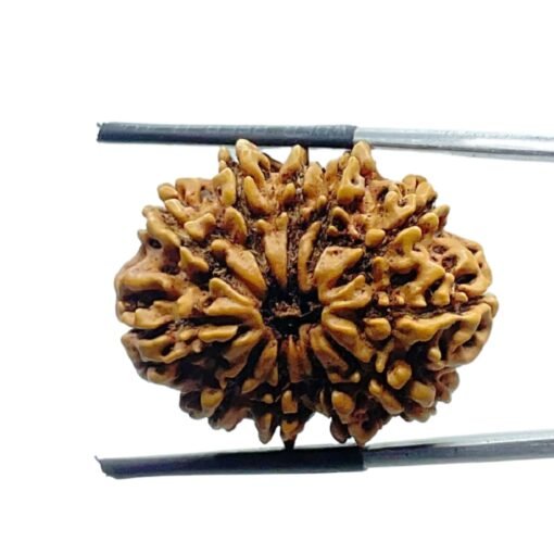 11 Mukhi Rudraksha Nepal - (27.90 Mm)