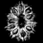 11 Mukhi Rudraksha Nepal - (27.90 MM)