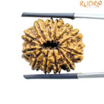 12 Mukhi Hanuman Nepal - ( 23.50 MM )