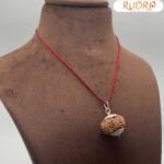 12 Mukhi Rudraksha With Silver Capping - (25.50 mm)