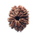 12 Mukhi Rudraksha 24.12 Mm