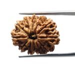 12 mukhi rudraksha 25.10 mm