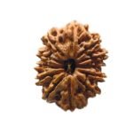 12 Mukhi Rudraksha 25.10 Mm