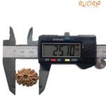 12 Mukhi Rudraksha 25.10 Mm