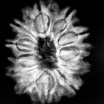 12 Mukhi Rudraksha 25.10 Mm