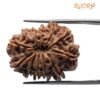 12 Mukhi Rudraksha 27.52 Mm