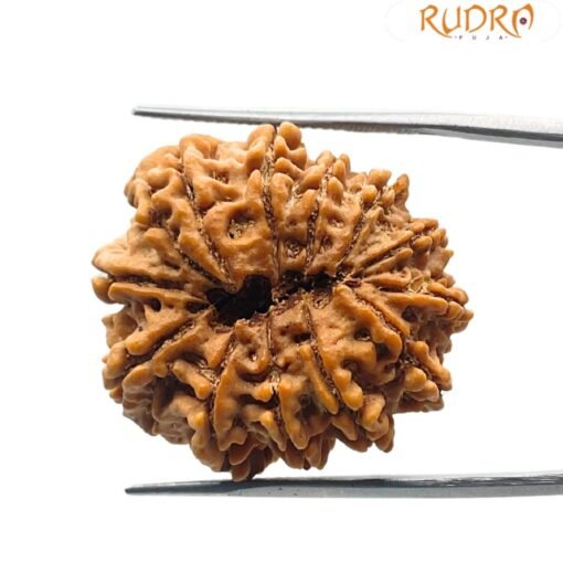 12 mukhi rudraksha 27.63 mm