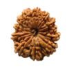 12 Mukhi Rudraksha 27.63 Mm