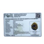 14 Face Rudraksha Nepal (24.75 mm)