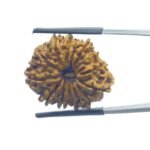 14 Face Rudraksha Nepal (24.75 mm)
