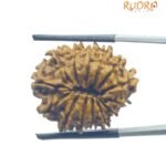 14 Face Rudraksha Nepal (24.75 mm)