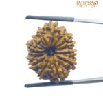 14 Face Rudraksha Nepal (24.75 mm)