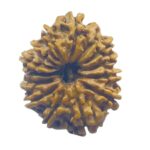14 Face Rudraksha Nepal (24.75 mm)
