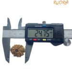14 Face Rudraksha Nepal (24.75 mm)