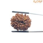 14 Face Rudraksha Nepal - (24.80 MM)