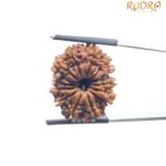 14 Face Rudraksha Nepal - (24.80 MM)