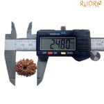 14 Face Rudraksha Nepal - (24.80 MM)