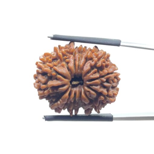 14 Face Rudraksha Nepal - (24.80 MM)