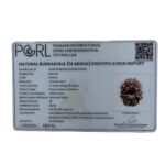 14 Face Rudraksha Nepal - (24.80 MM)