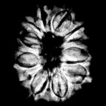 14 Face Rudraksha Nepal – (24.80 MM)