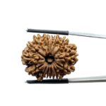 14 Mukhi Rudraksha 26.70 mm