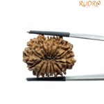 14 Mukhi Rudraksha 26.70 mm