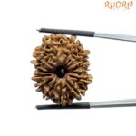14 Mukhi Rudraksha 26.70 mm