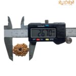 14 Mukhi Rudraksha 26.70 mm