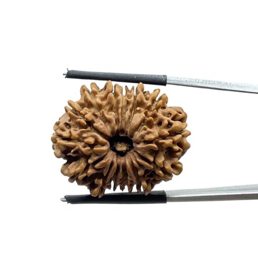 14 Mukhi Rudraksha 26.70 mm