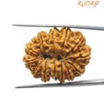 14 Mukhi Rudraksha 29.45 MM