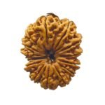 14 Mukhi Rudraksha 29.45 Mm