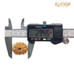 14 Mukhi Rudraksha 29.45 Mm